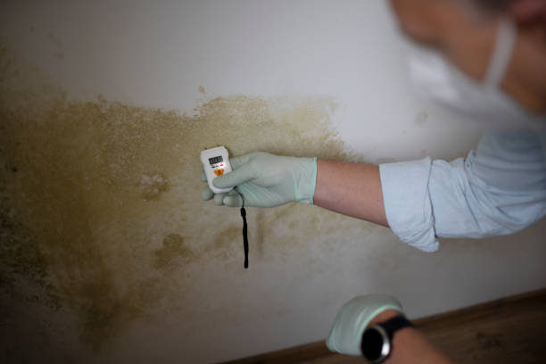 Best DIY Mold Remediation Support Services in Keyport, NJ