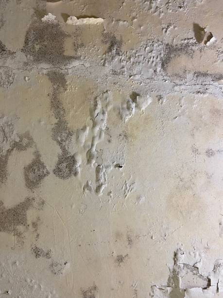 Best Commercial Mold Remediation in Keyport, NJ