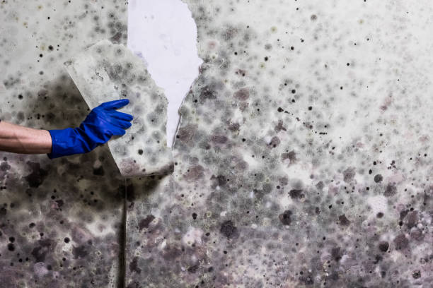 Best Attic Mold Remediation in Keyport, NJ